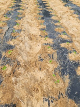 김용민님의 참깨 · 영농일지 작성글 사진