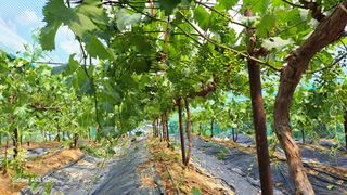 조연만님의 기타작물 · 영농일지 작성글 사진