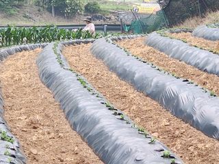 금옥길24님의 콩 · 영농일지 작성글 사진