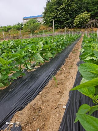 흥부네땅님의 참깨 · 영농일지 작성글 사진