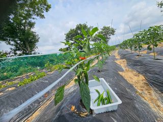보리수치유농장님의 기타작물 · 영농일지 작성글 사진