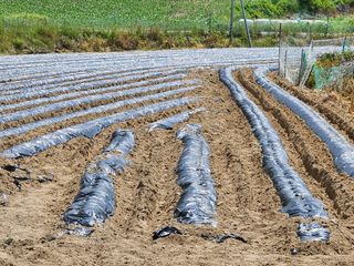박희욱님의 콩 · 영농일지 작성글 사진