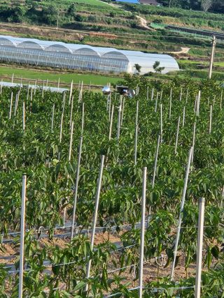 백호순(후추)님의 고추 · 영농일지 작성글 사진