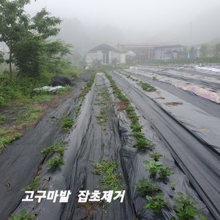 시민농장님의 고구마 · 영농일지 작성글 사진