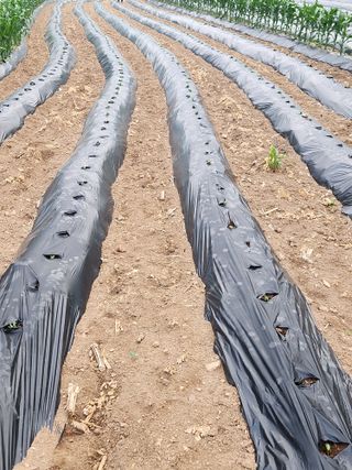 금옥길24님의 콩 · 영농일지 작성글 사진