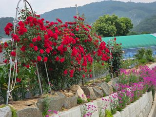 김영창님의 사과 · 영농일지 작성글 사진