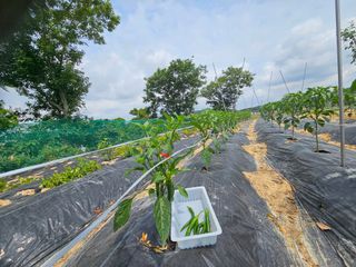 보리수치유농장님의 기타작물 · 영농일지 작성글 사진
