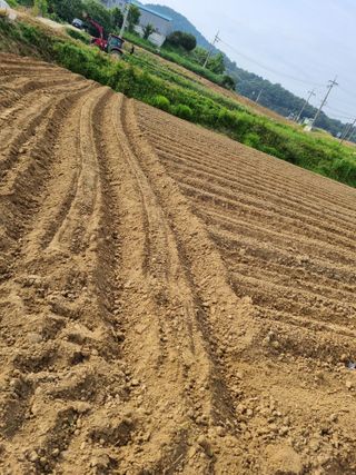 논산푸른팜님의 콩 · 영농일지 작성글 사진