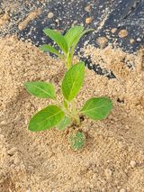 팜모닝 참깨·영농일지 게시글 이미지