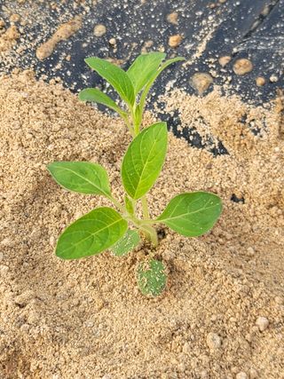 김용민님의 참깨 · 영농일지 작성글 사진