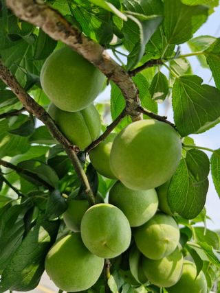 매실향기차향기님의 매실 · 영농일지 작성글 사진