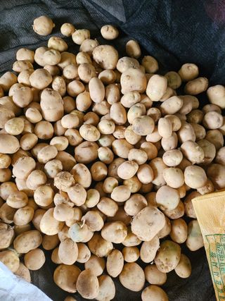 유명숙님의 기타작물 · 영농일지 작성글 사진