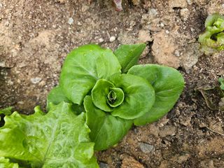 김다미님의 상추 · 영농일지 작성글 사진