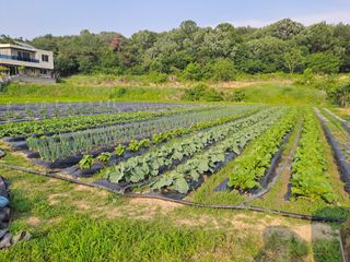 박ㅇ님의 배추 · 영농일지 작성글 사진