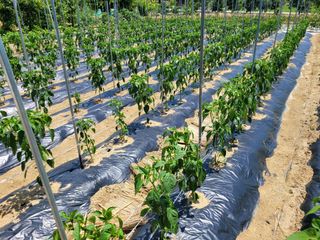 아리랑님의 고추 · 영농일지 작성글 사진