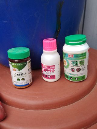 헤이쥬회원님의 감 · 영농일지 작성글 사진