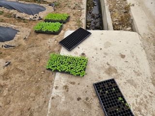 경달현님의 참깨 · 영농일지 작성글 사진