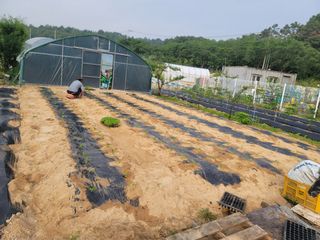 김용민님의 참깨 · 영농일지 작성글 사진