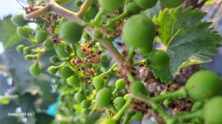 조연만님의 기타작물 · 영농일지 작성글 사진