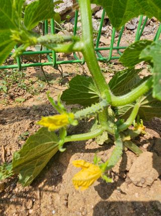 김다미님의 상추 · 영농일지 작성글 사진