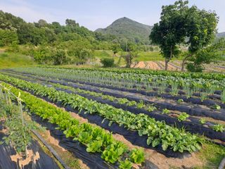 박ㅇ님의 배추 · 영농일지 작성글 사진