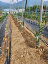 팜모닝 사과·영농일지 게시글 이미지