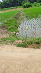 팜모닝 기타작물·영농일지 게시글 이미지