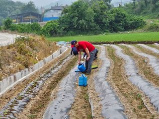 경달현님의 참깨 · 영농일지 작성글 사진