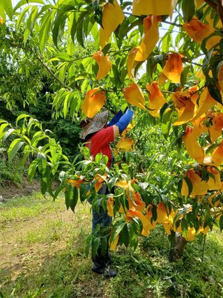 사과6329님의 복숭아 · 영농일지 작성글 사진