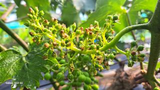 조연만님의 기타작물 · 영농일지 작성글 사진