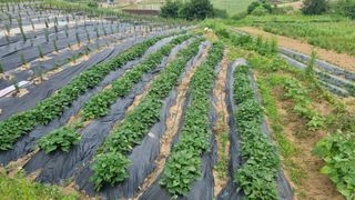 정승조님의 고구마 · 영농일지 작성글 사진