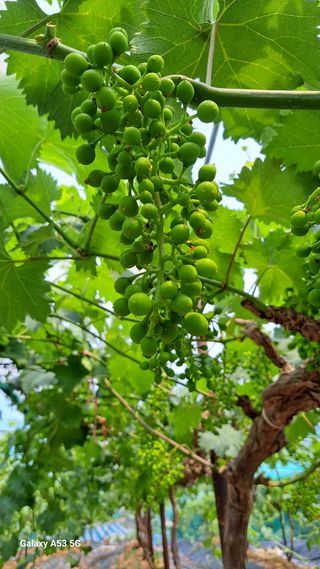 조연만님의 기타작물 · 영농일지 작성글 사진