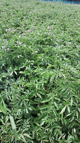 bpjh9173님의 감자 · 영농일지 작성글 사진