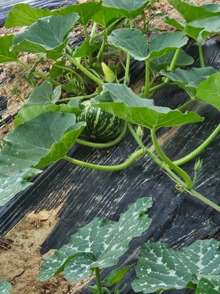 보리수치유농장님의 기타작물 · 영농일지 작성글 사진