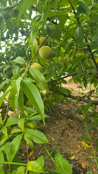 전영순님의 배추 · 영농일지 작성글 사진