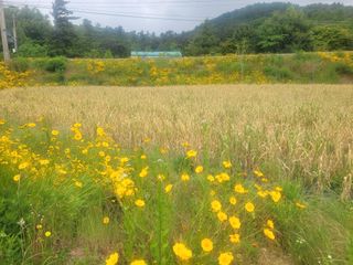 김정은님의 마늘 · 영농일지 작성글 사진