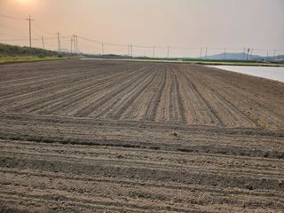 갈미할배님의 콩 · 영농일지 작성글 사진