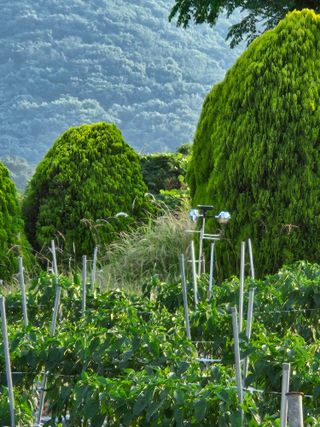 백호순(후추)님의 고추 · 영농일지 작성글 사진
