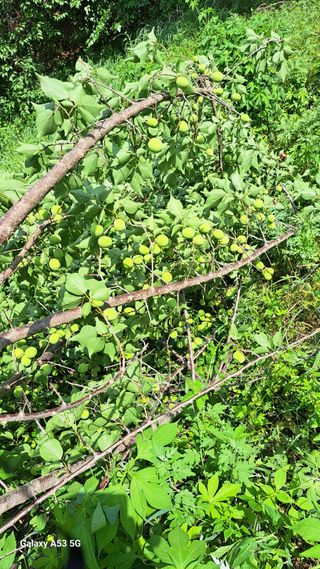 조연만님의 기타작물 · 영농일지 작성글 사진