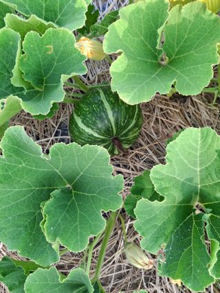 비금나루님의 호박 · 영농일지 작성글 사진