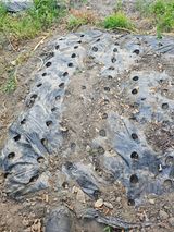 팜모닝 파·영농일지 게시글 이미지