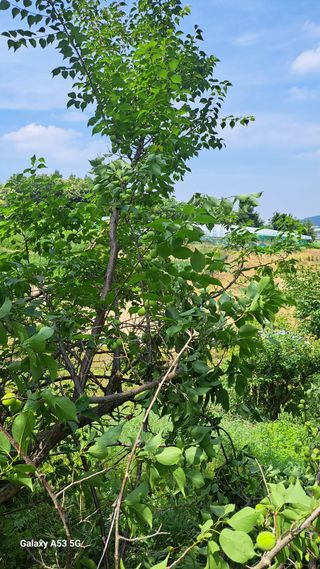 조연만님의 기타작물 · 영농일지 작성글 사진