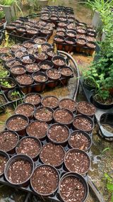 팜모닝 기타작물·영농일지 게시글 이미지