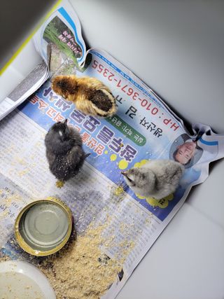 김홍중님의 두릅 · 영농일지 작성글 사진