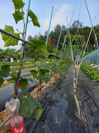 김윤회님의 오이 · 영농일지 작성글 사진