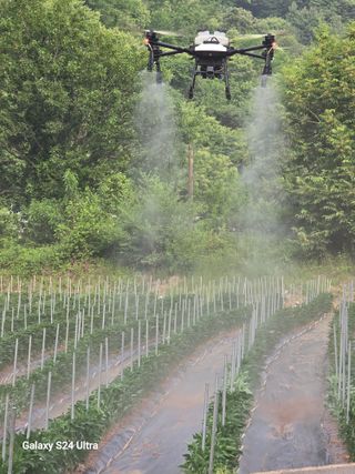 gigibae111님의 고추 · 영농일지 작성글 사진