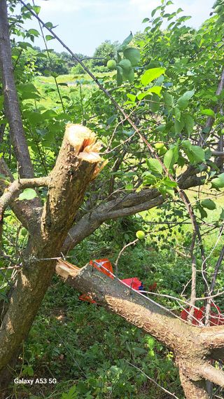 조연만님의 기타작물 · 영농일지 작성글 사진