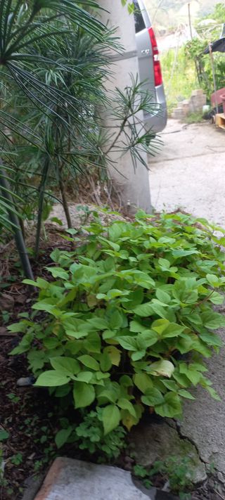 정석채님의 두릅 · 영농일지 작성글 사진