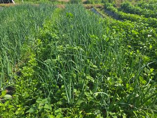 강화화도님의 기타작물 · 영농일지 작성글 사진