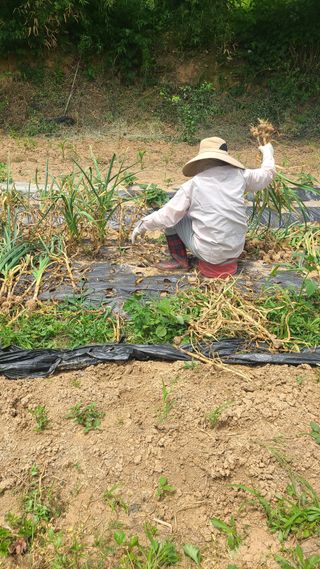 솔안농부님의 마늘 · 영농일지 작성글 사진